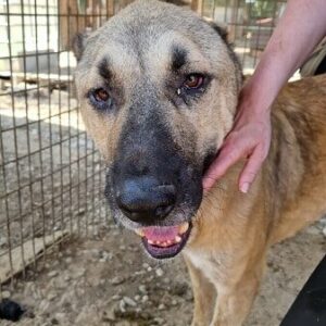 ULF - baut seit Monaten ab, wird immer dünner - ausgereist zur Hilfe für Herdenschutzhunde