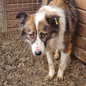 CASSIOPEIA - reserviert NH - vermittelt