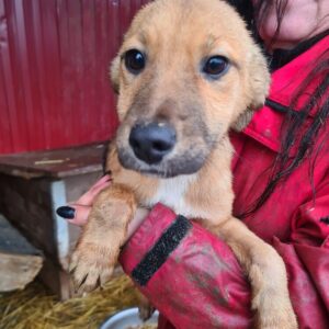 MARIECHEN - reserviert MD - vermittelt