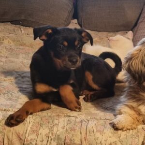 CANDRA - reserviert für Tierhilfe Lebenswert - vermittelt