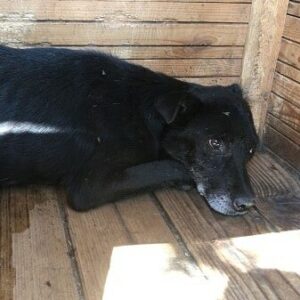 SEPPEL - völlig abgemagert - ausgereist zum TH Koblenz