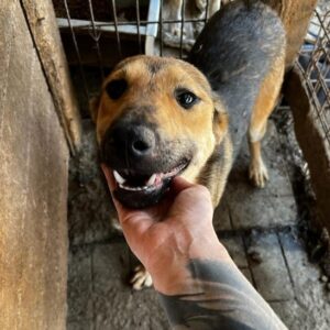 REGGIE - vermittelt JW