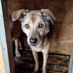 SOURIE (♀) - vermisst 11/24