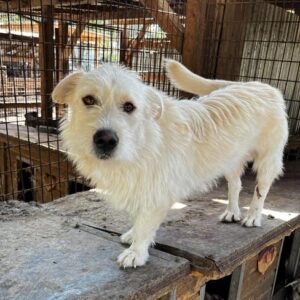 CROCKETT - vermittelt JW