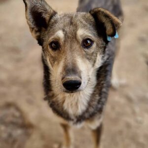 STUBBE - viel zu dünn! - reserviert Lika Schneider (DR 31.10) - vermittelt