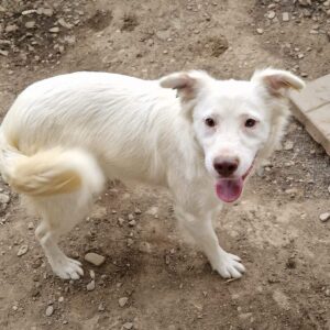 ZAPADO - reserviert TST Rösrath - vermittelt