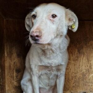 LIBA - leidet sehr unter dem Stress - ausgereist zum TST Rösrath