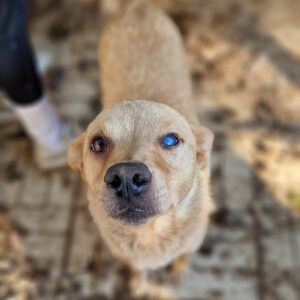 UNCAS - linkes Auge defekt - vermittelt Alexandra