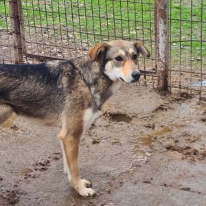 CHILLI - vermisst 11/24