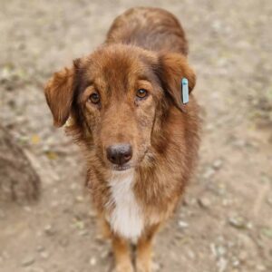 LANY (♀) - vermisst 11/24