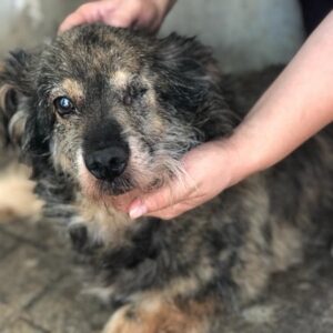 JALA - Notfall-Oma, völlig resigniert und kraftlos - linkes Auge fehlt - reserviert Vierbeiner In Not