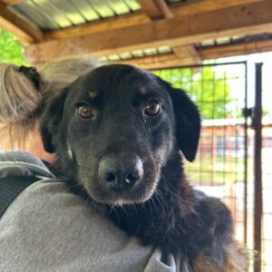 ACASA - auf PDR PS im PLZ Bezirk 2 *vermittelt*