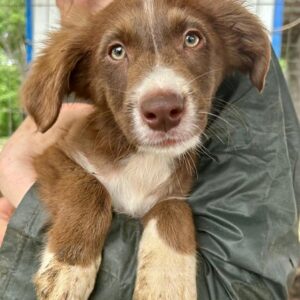 MIKO - vermittelt JW