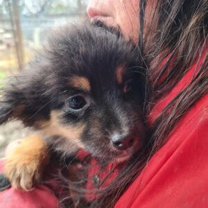 MABEL - auf Pflegestelle in PLZ 2 *vermittlet*