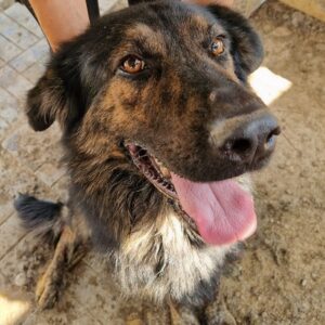 TORUL (♂) - vermisst 11/24