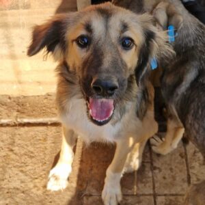 MOANA - kommt im Kennel nicht gut zurecht, ist zu bereits dünn - sollte dringend ausreisen! - reserviert Lika Schneider DR 24.10 - vermittelt