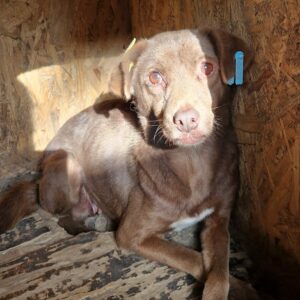 LAETITIA - reserviert TST Rösrath vermittelt