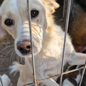 KYBELE - auf Pflegestelle in PLZ 2 *vermittelt*