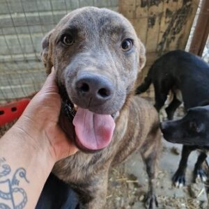 ANCHO - vermittelt Betty