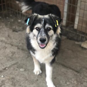 BRITTA - reserviert Alexandra vermittelt