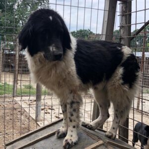 MYLA - vermisst 11/24