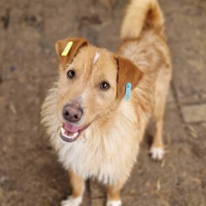 HEYOKA - aktuell in der Klinik wegen Hautprobleme - reserviert Tierhilfe Lebenswert DR - vermittelt