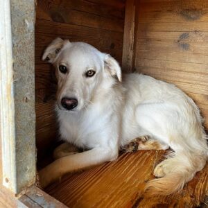SAMY - vermittelt Betty