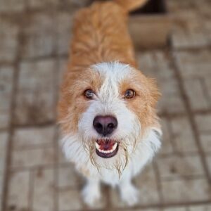 HONZA - viel zu dünn - ausgereist zum TST Rösrath