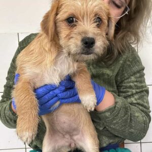 FRILLA - reserviert PVA vermittelt