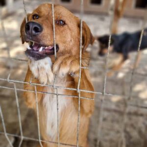 PIVIE - verzweifelt im Shelter, will unbedingt beim Menschen sein - vermittelt LS