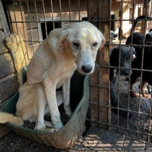 SARINA - Notfall im Shelter - jetzt auf PDR PS im PLZ Bezirk 64 vermittelt