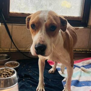 JUBINA - Notfall - reserviert Betty vermittelt