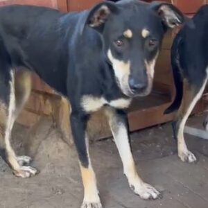 VAYANA (♀) ( = ESRA)