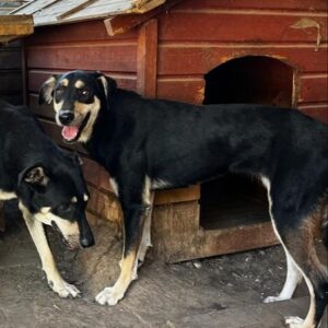 TJARA (♀) ( = ELAY)