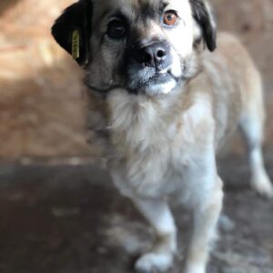 ASHTON - auf Pflegestelle in PLZ 1 vermittelt