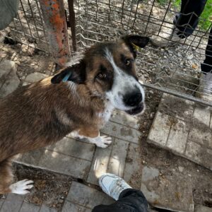 BARRY (♂) - vermittelt Betty