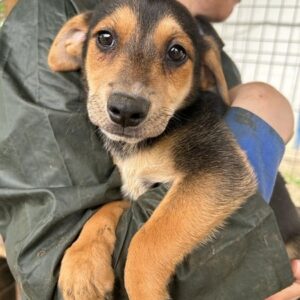 MANON - vermittelt JW