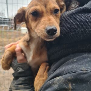 ELSI - reserviert TST Rösrath - vermittelt