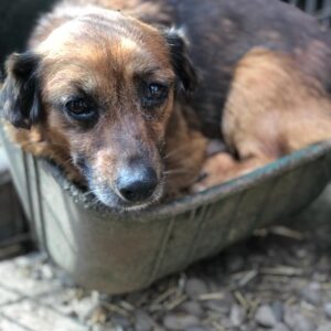 MONK - Notfall - völlig fertig, Atemwegsprobleme + verkrüppelte Blutohren - reserviert LS (12.10) vermittelt