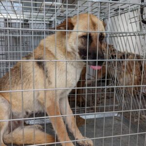 LEALI - reserviert TH Wannigsmühle vermittelt