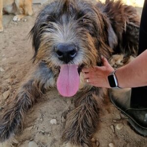 JUELA - ausgereist zu vergessene Pfoten Stuttgart