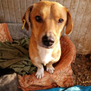 MIKKEL - reserviert Tierhilfe Lebenswert DR 23.10. - vermittelt