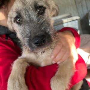 MAIKY - viel zu dünn! - schüchtern - sollte schnellstmöglich ausreisen! - reserviert Tierhilfe Lebenswert DR 16.01. - vermittelt