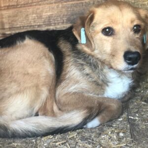 ARASTO - reserviert TH Gelnhausen vermittelt