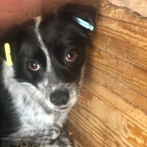 JESSE - reserviert TH Gelnhausen vermittelt