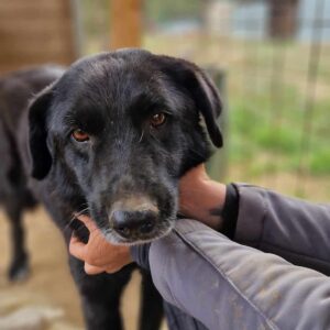 AMARO - auf Pflegestelle in PLZ 45 *vermittelt*