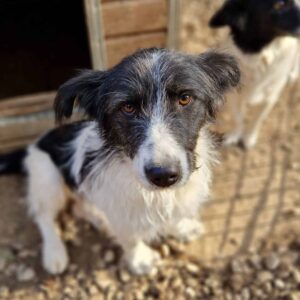 BELLINDA - reserviert IH DR 03.11. - vermittelt