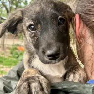 LALE - vermittelt MD