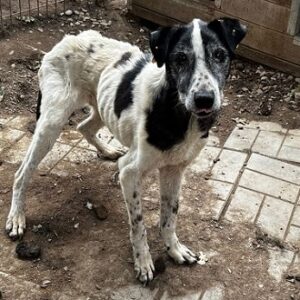 SHELBY - Notfall-Opa - baut seit Monaten ab, völlig entkräftet - auf PDR PS im PLZ Bezirk 64 - RBB 10/24