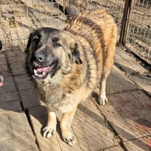 MARY-ANN (♀) - linke Vordepfote verdreht und instabil, wahrschl. alter Bruch - sollte bald ausreisen!